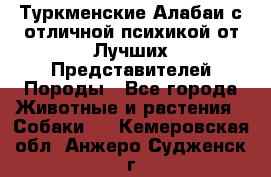 Туркменские Алабаи с отличной психикой от Лучших Представителей Породы - Все города Животные и растения » Собаки   . Кемеровская обл.,Анжеро-Судженск г.